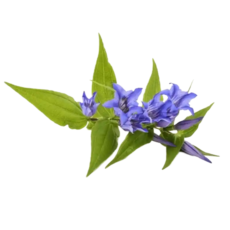 Large-leaf Gentian (Qinjiao)