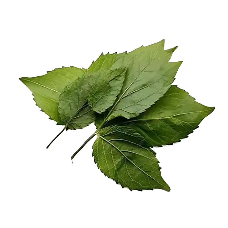 Jiaogulan (Southern Ginseng)