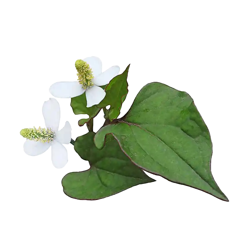 Fish Mint (Houttuynia)