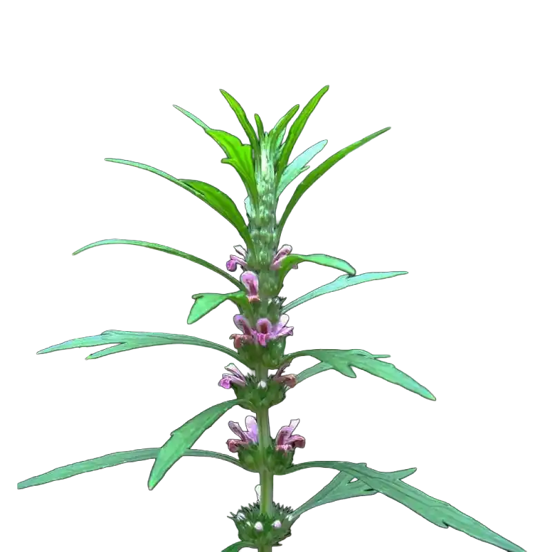 Chinese Motherwort (Yimucao)