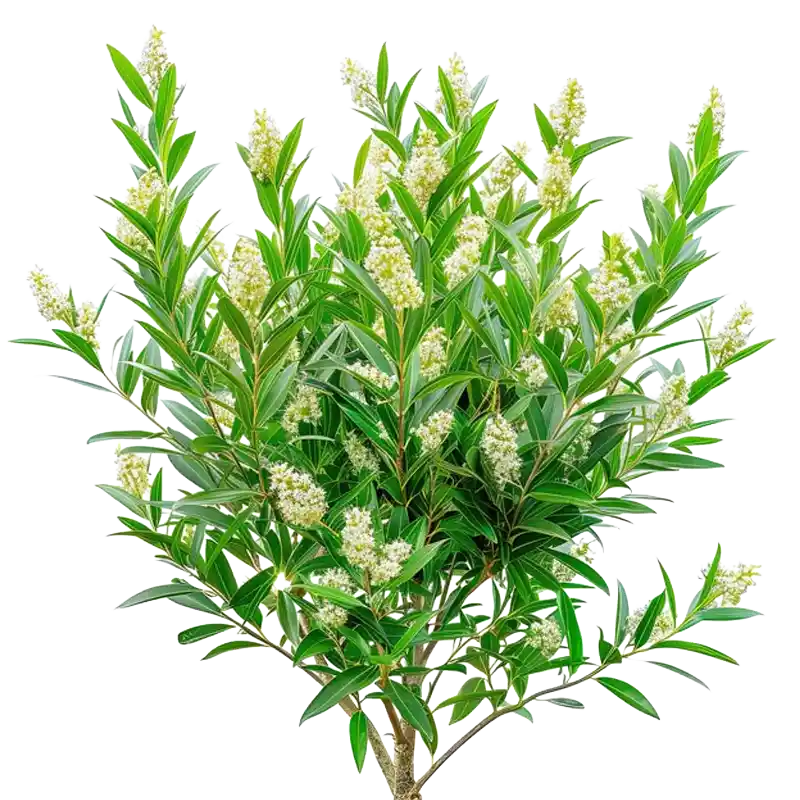 Glossy Privet (Nuzhenzi)