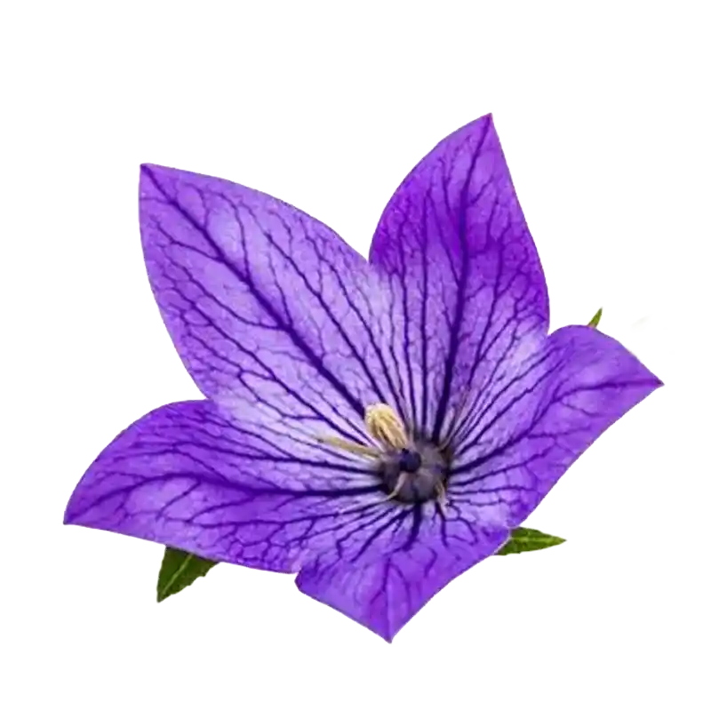 Balloon Flower (Jiegeng)