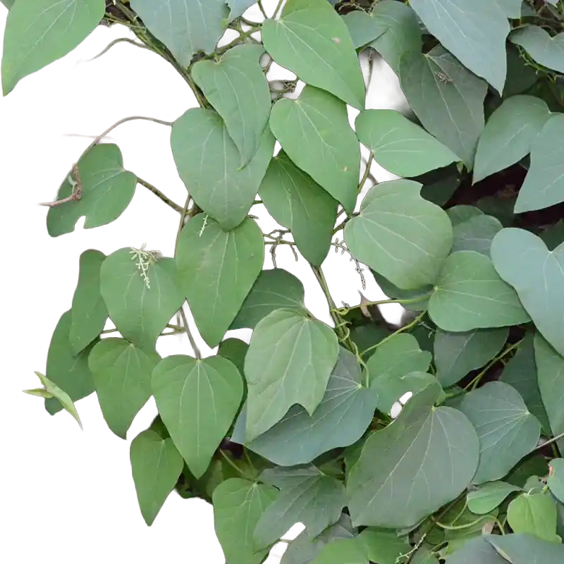 Orient Vine (Qingfengteng)