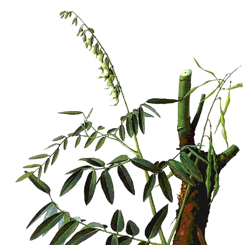 Shrubby Sophora (Kushen)