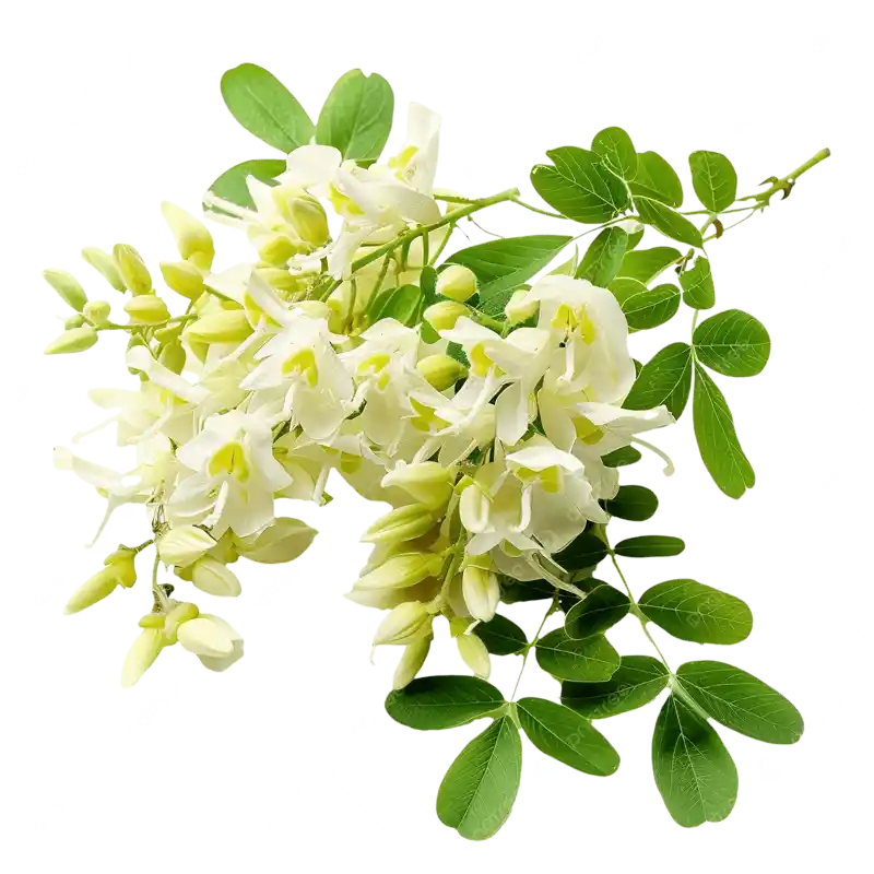 Pagoda Tree Flower (Huaihua)