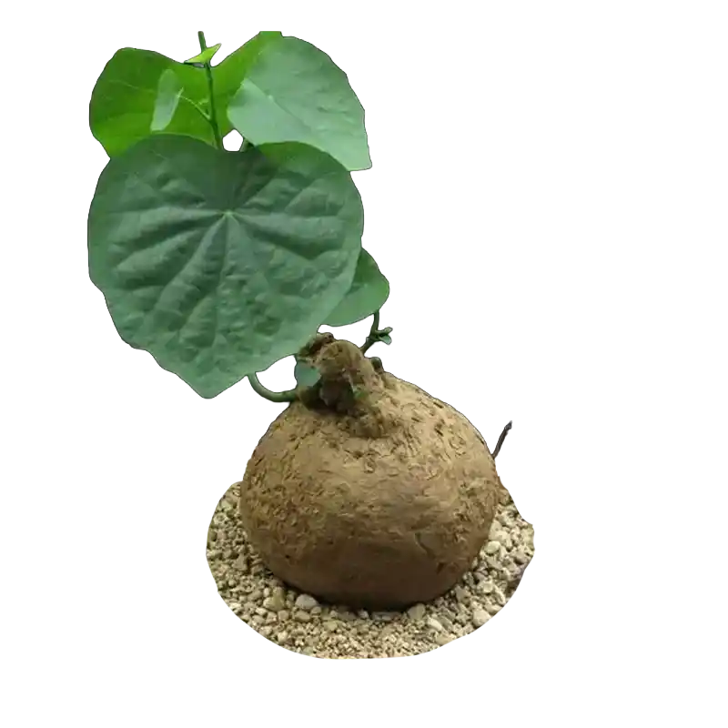 Stephania Root (Fangji)