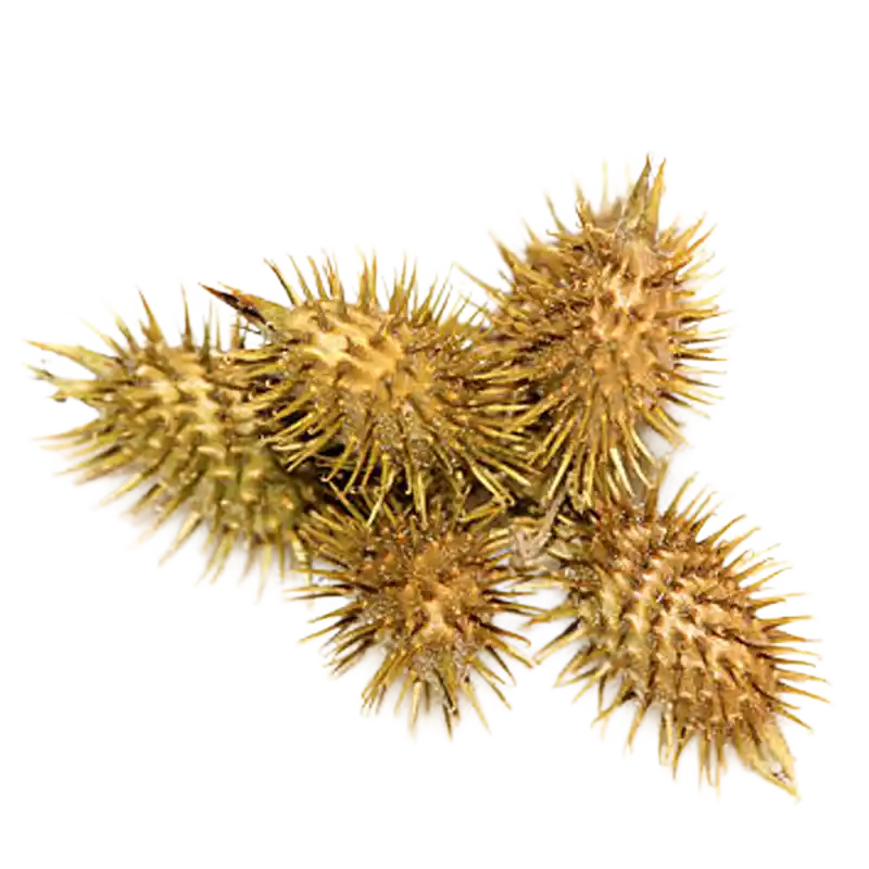 Siberian Cocklebur (Cangerzi)