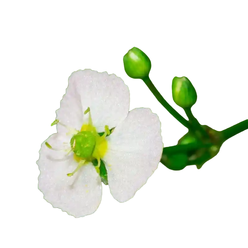 Water Plantain (Zexie)