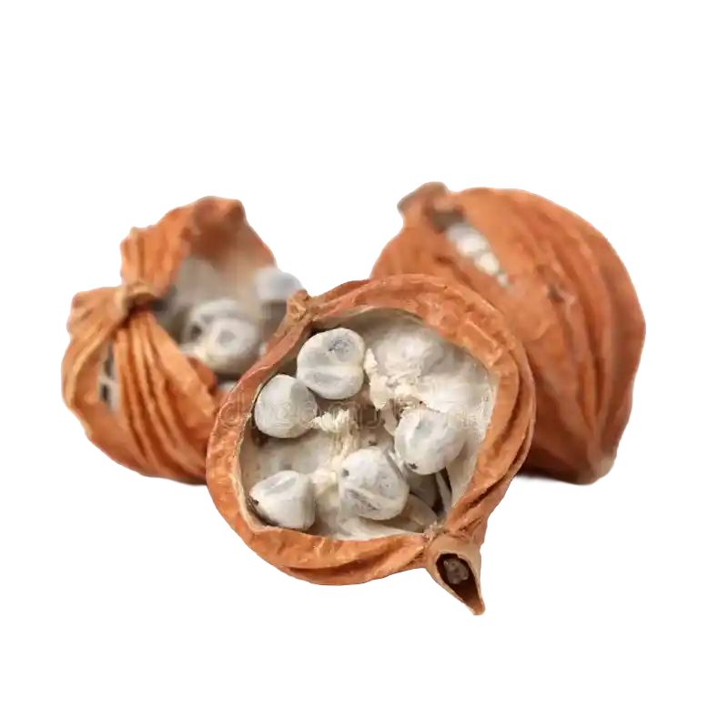 Villous Amomum (Sharen)