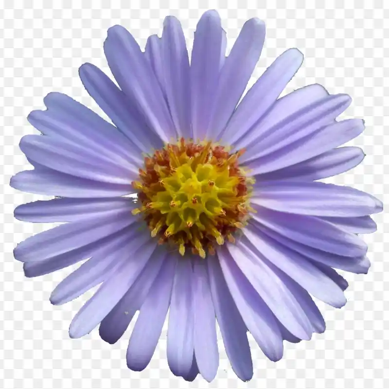 Tatarian Aster (Ziwan)