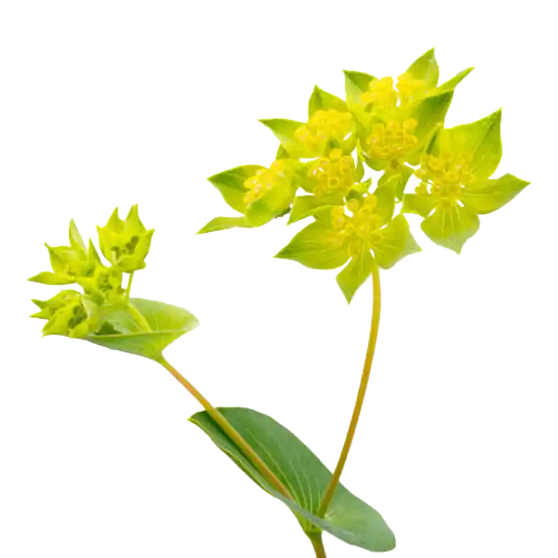 Chinese Thorowax (Chaihu)