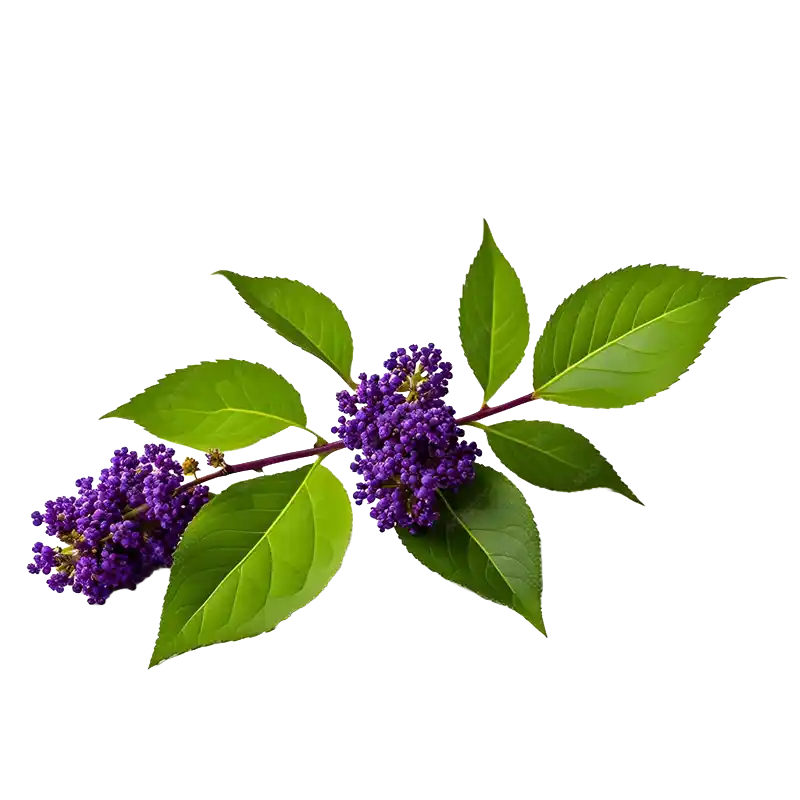 Beautyberry (Callicarpa)