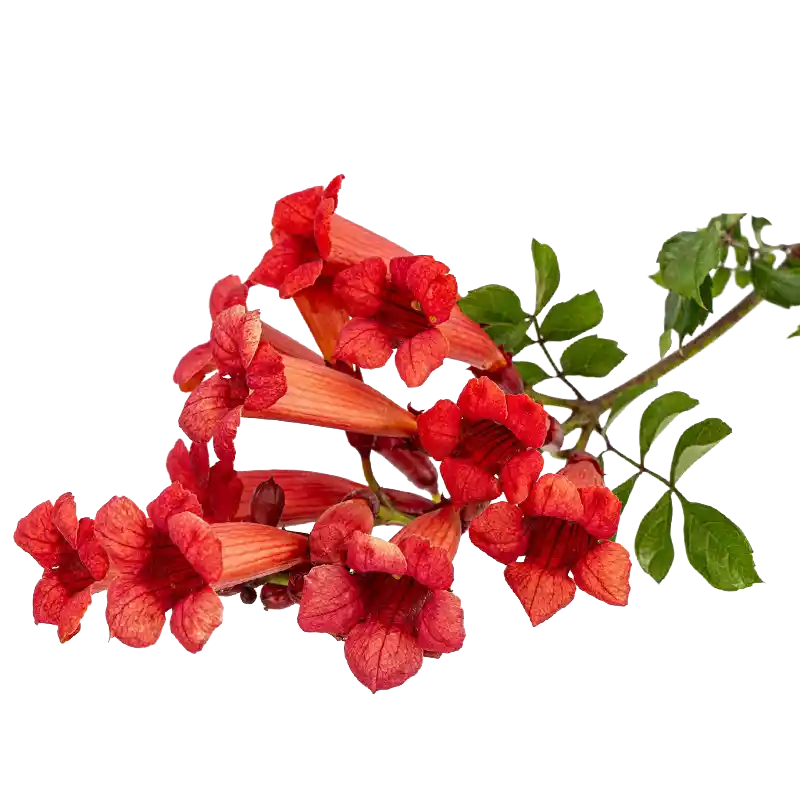 Chinese Trumpet Vine (Lingxiaohua)