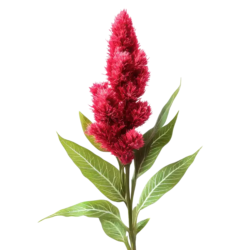 Feather Cockscomb Seed (Qingxiangzi)