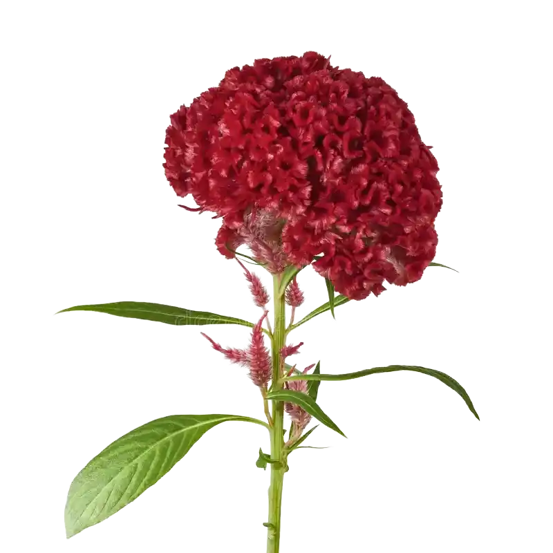 Cockscomb Flower (Jiguanhua)