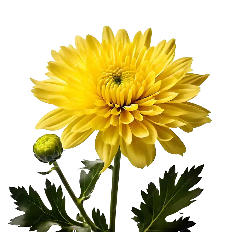 Wild Chrysanthemum (Yejuhua)