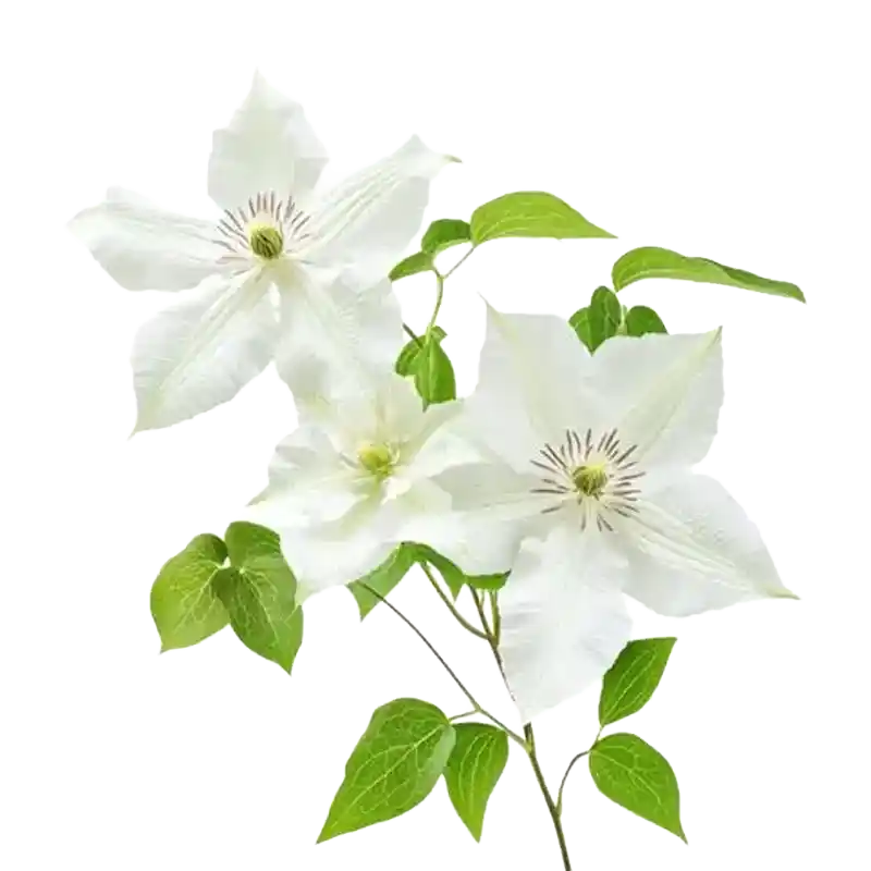 Armand’s Clematis (Chuanmutong)