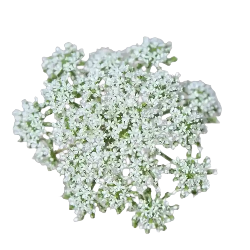 Cnidium Seed (Shechuangzi)