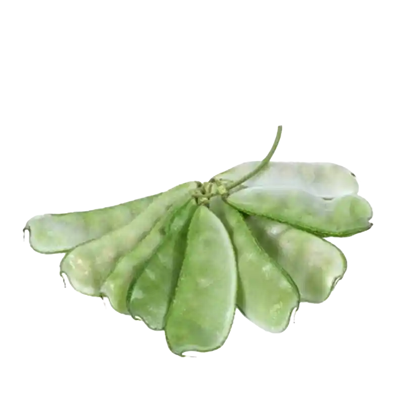 Hyacinth Bean (Baibiandou)