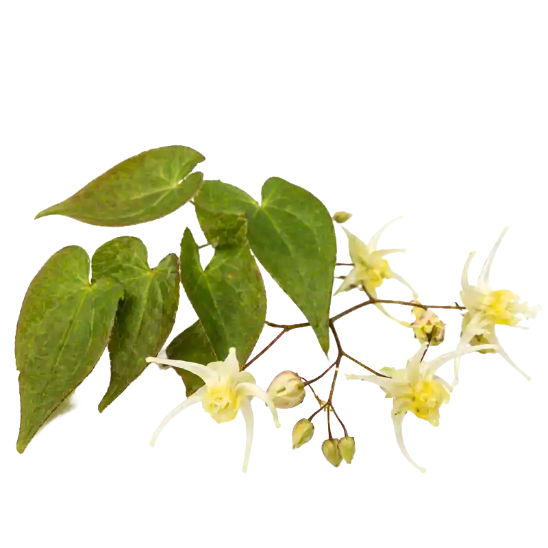 Horny Goat Weed (Yinyanghuo)