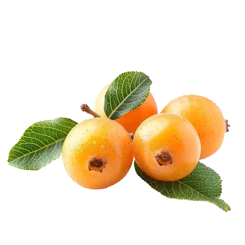 Loquat Leaf (Pipaye)