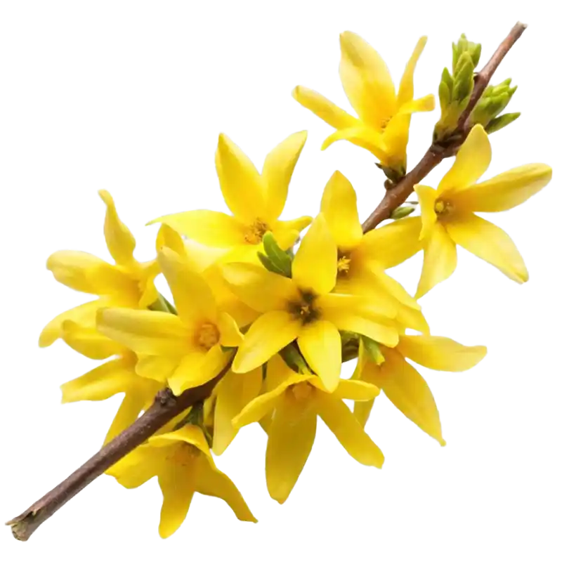 Forsythia Fruit (Lianqiao)