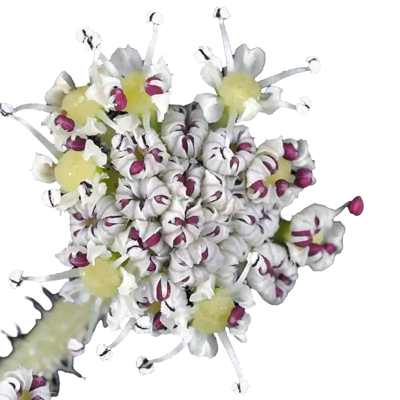 Coastal Glehnia (Beishashen)