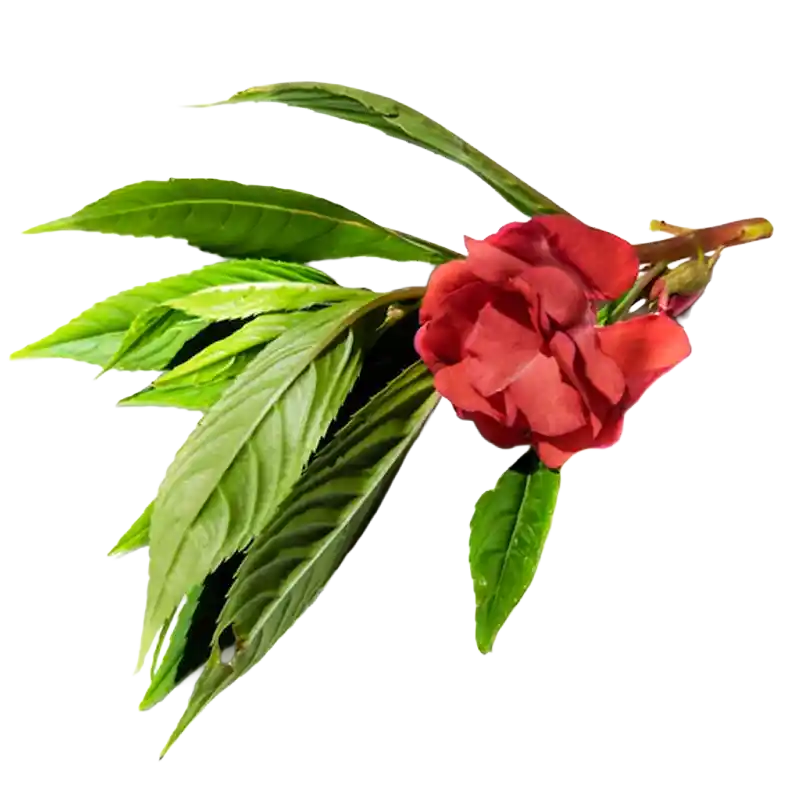 Garden Balsam (Jixingzi)