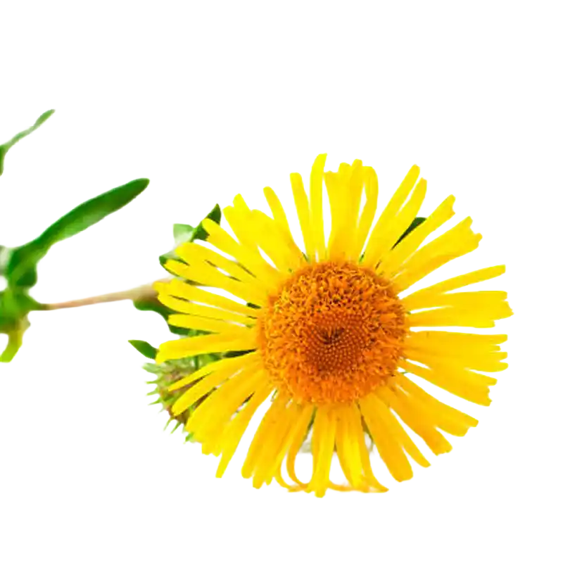 Inula Flower (Xuanfuhua)