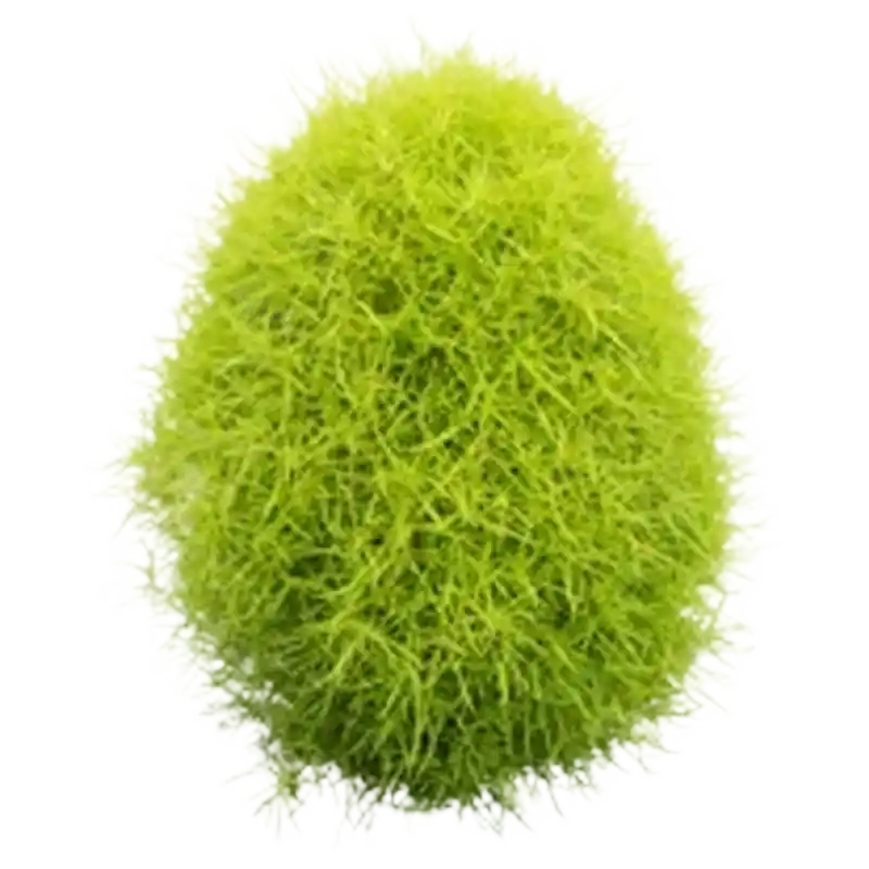 Broom Cypress Fruit (Difuzi)