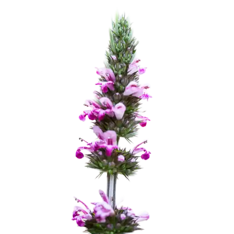 Siberian Motherwort