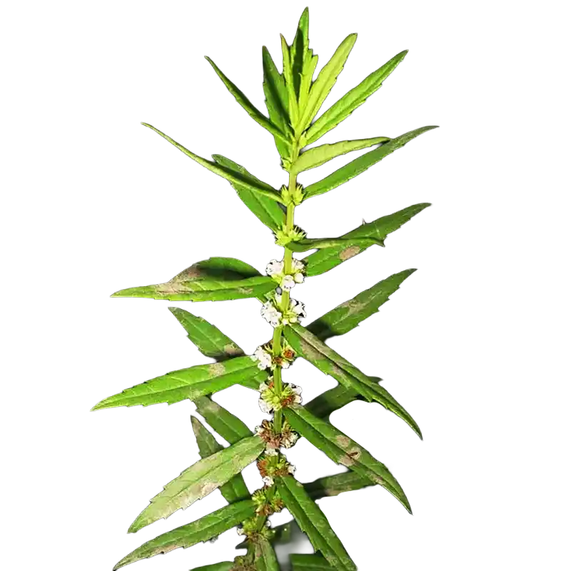 Shiny Bugleweed (Zelan)