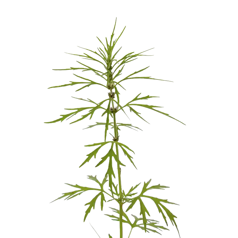 Korean Ostericum (Qianghuo sp.)
