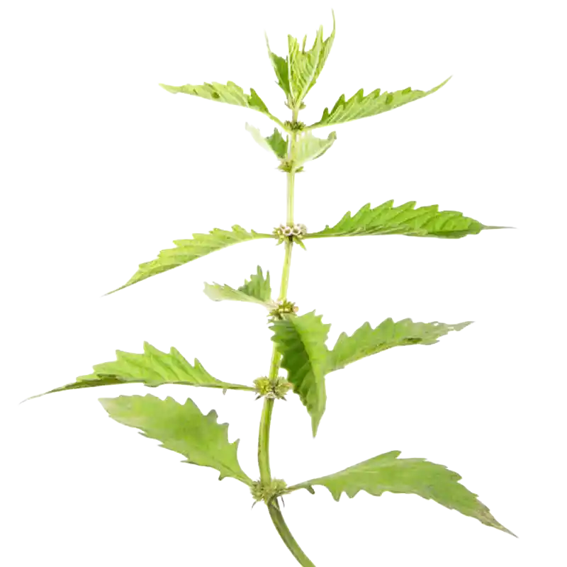 Golden Lace / Patrinia (Baijiangcao)