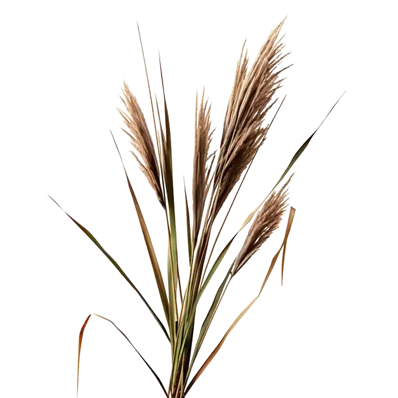 Reed Rhizome (Lugen)