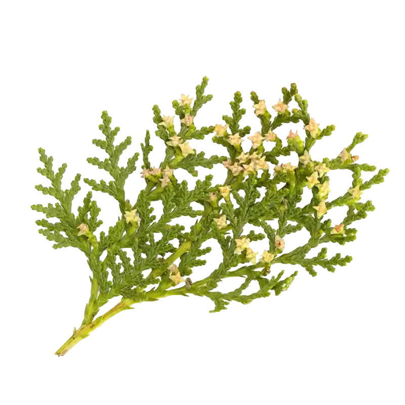 Oriental Arborvitae Leaf (Cebaiye)