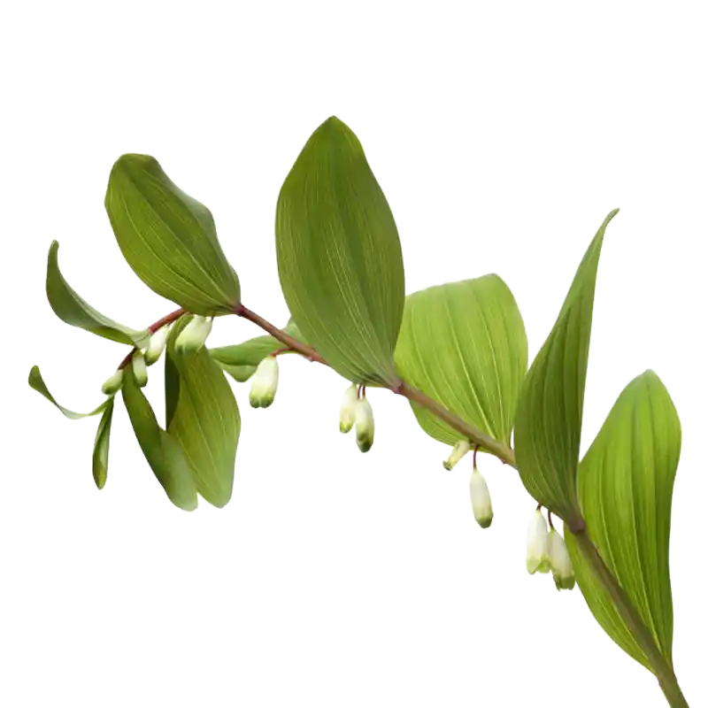 Siberian Solomon’s Seal (Huangjing)