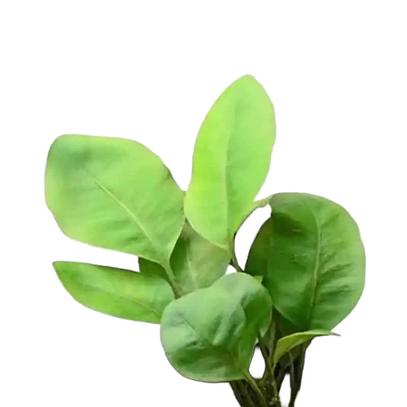 Felt Fern (Shiwei)