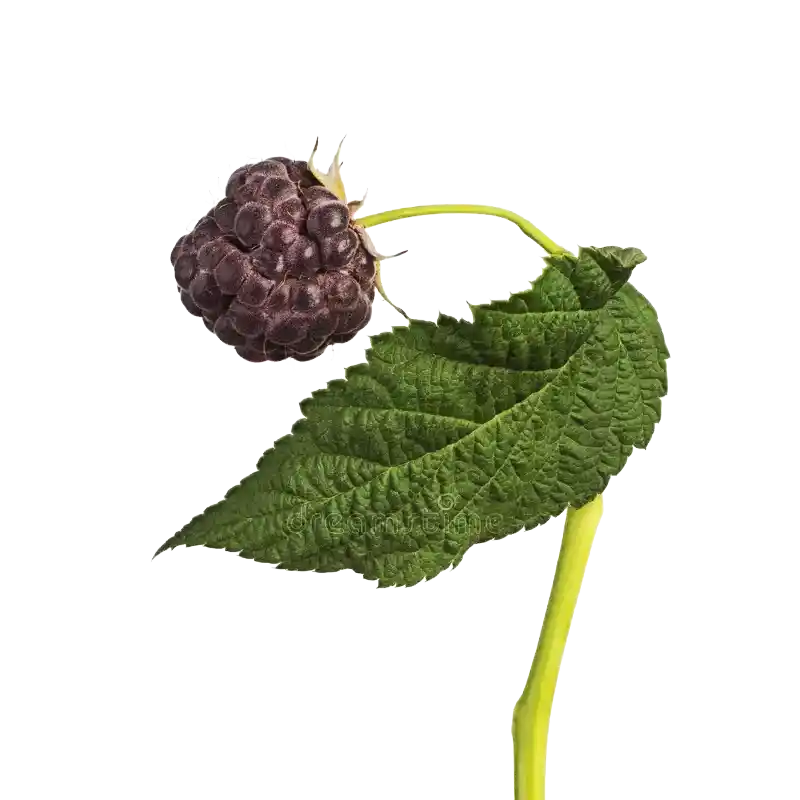 Chinese Raspberry (Fupenzi)