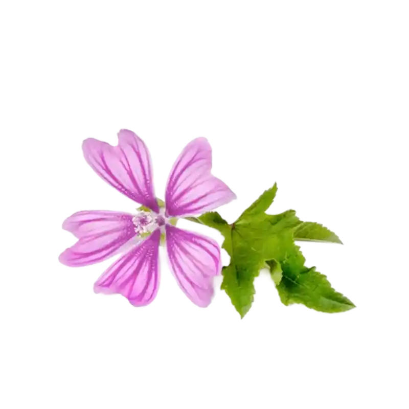 Small-flowered Mallow (Khubbaiza)