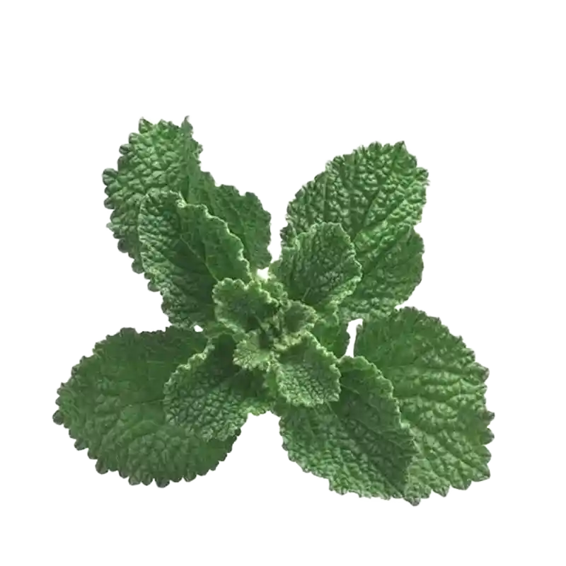 Horehound (Marrubium)