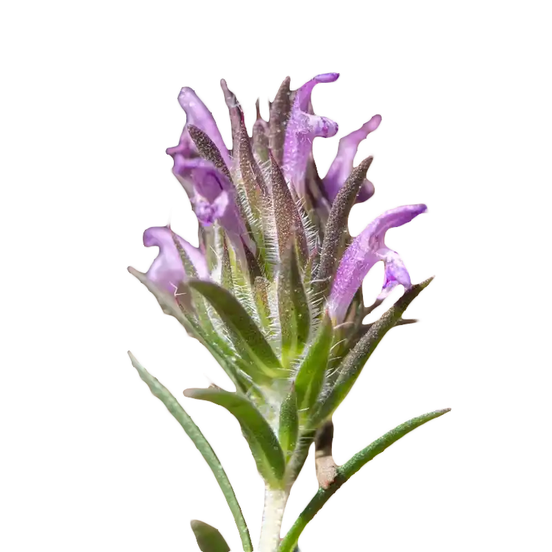 Spiked Thyme (Za’atar)