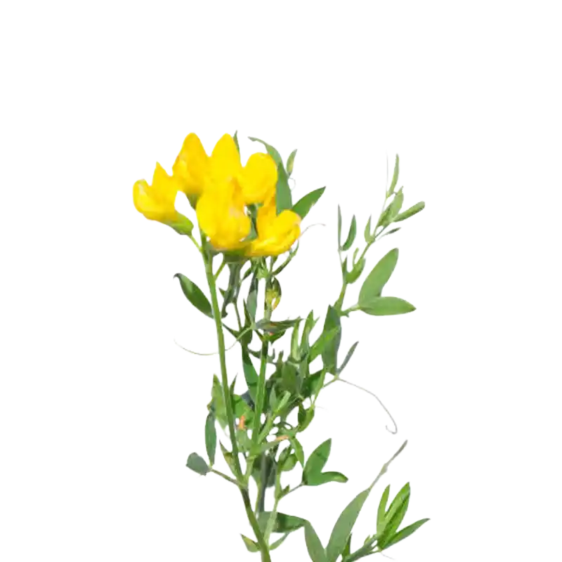 Yellow Restharrow