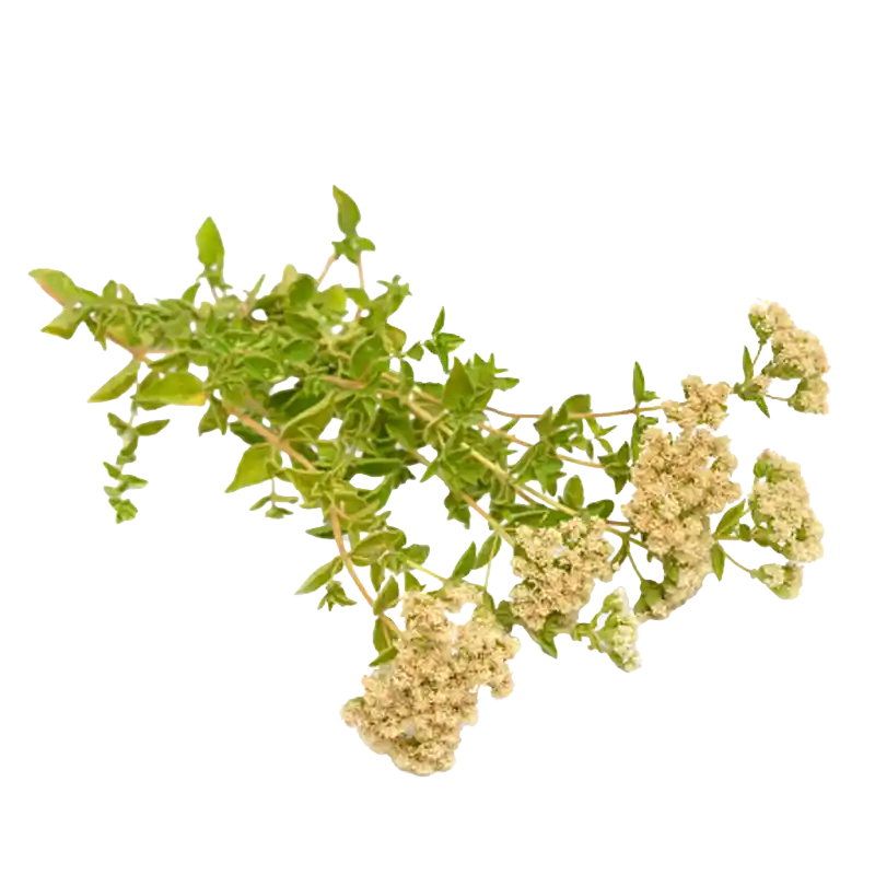 Syrian Oregano (Za'atar)