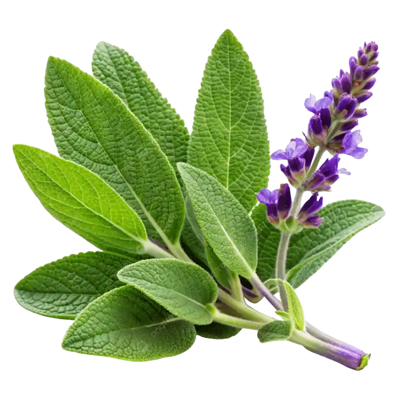Greek Sage