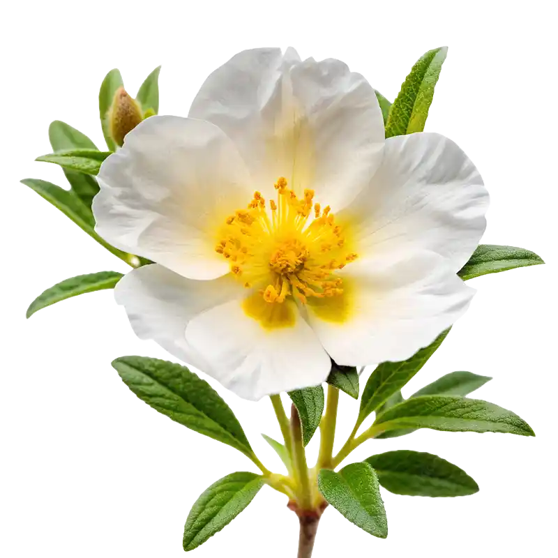 Gum Rockrose (Labdanum)