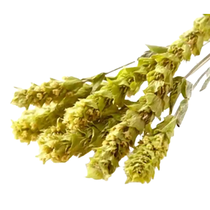 Syrian Ironwort (Mountain Tea)