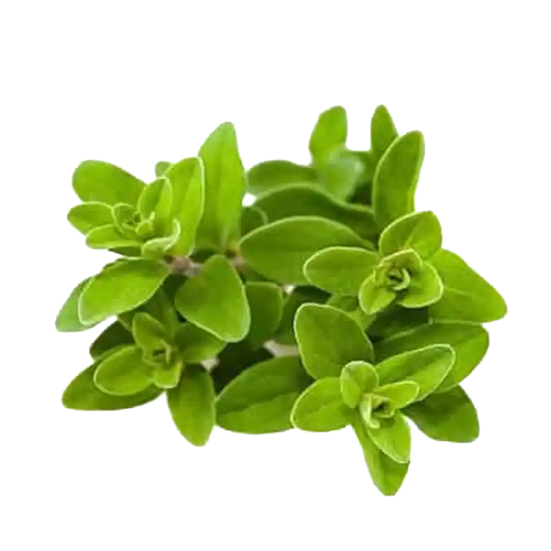 Shirazi Thyme (Zataria)