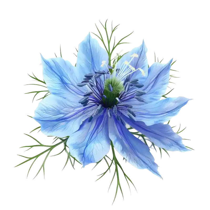 Love-in-a-Mist