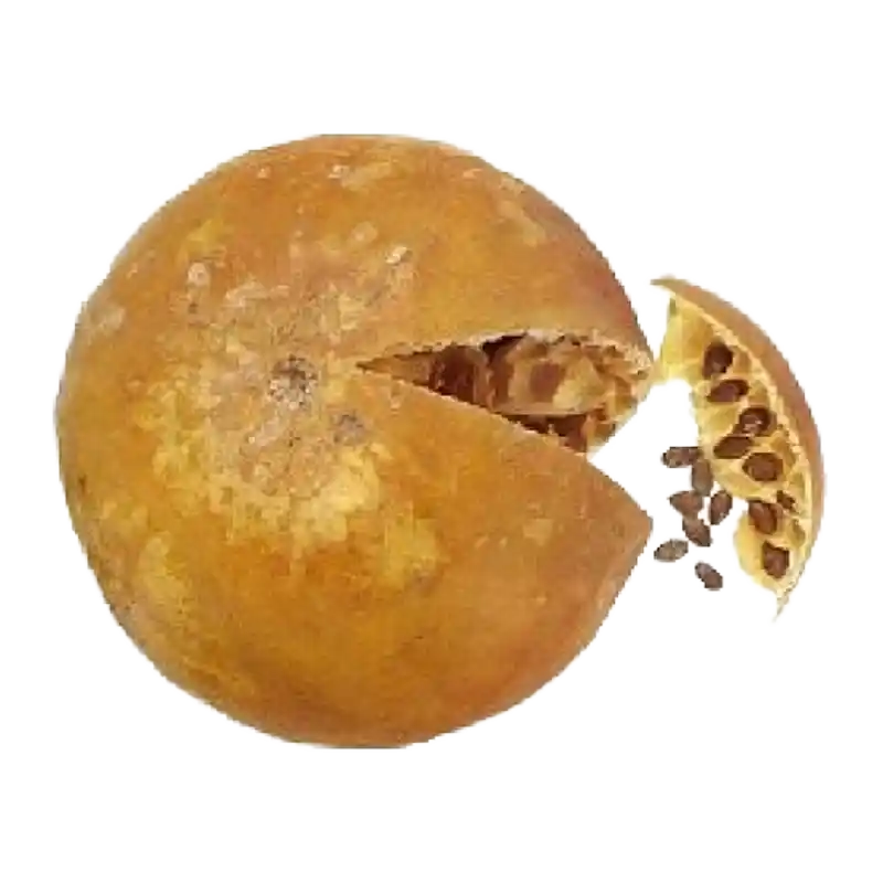 Colocynth (Bitter Apple / Handhal)